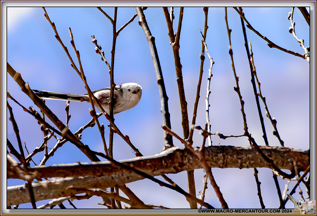 Mésange à longue queue